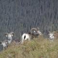 Bachelor rams Bachelor rams